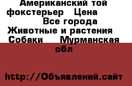 Американский той фокстерьер › Цена ­ 25 000 - Все города Животные и растения » Собаки   . Мурманская обл.